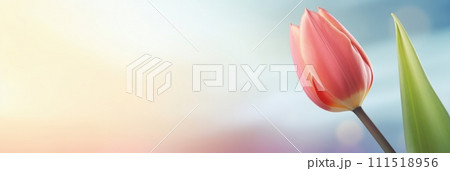 Beautiful celebration pink tulips on pastel background. Concept birthday, Mothers Day, Womens Day, March 8. Spring easter flower background. Spring and easter greeting card design layout. Copy space. 111518956