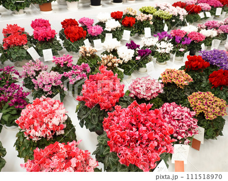 並んだシクラメンの鉢植え 並んだシクラメンの鉢植え 111518970