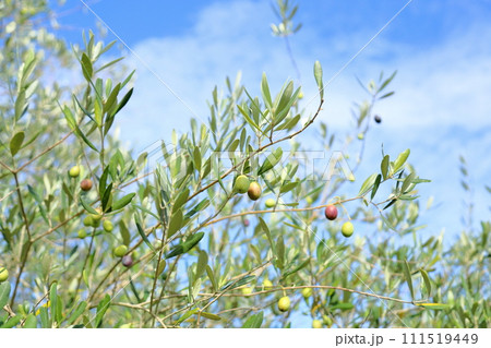 色づくオリーブの実 111519449