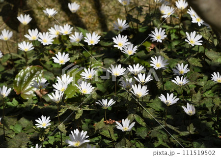 早春林床に見られた淡紫色の花弁に似た萼片が綺麗なユキワリイチゲの群生 早春林床に見られた淡紫色の花弁に似た萼片が綺麗なユキワリイチゲの群生 111519502