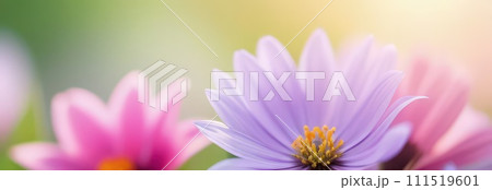 Beautiful celebration spring flowers on pastel background. Concept Birthday, Mothers Day, Womens Day, March 8. Spring easter flower background. Spring, easter greeting card design layout. Copy space. 111519601