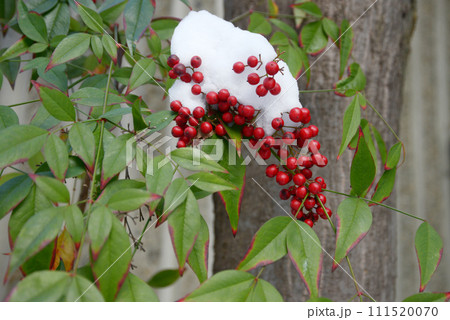 雪と南天 雪と南天 111520070