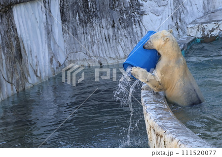 水色の1斗缶を持ち上げ水を出して遊ぶ1頭のホッキョクグマがいる動物園の風景 水色の1斗缶を持ち上げ水を出して遊ぶ1頭のホッキョクグマがいる動物園の風景 111520077