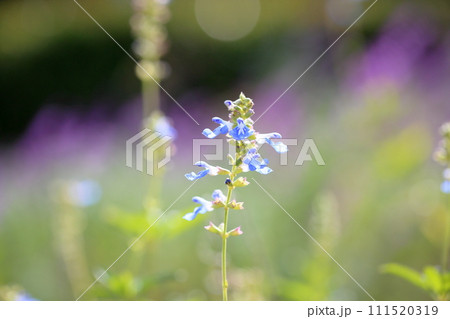 サルビアの花 アズレア サルビアの花 アズレア 111520319