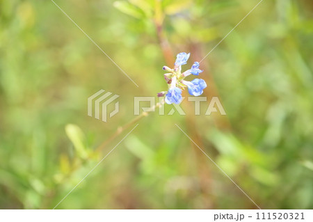 サルビアの花　アズレア 111520321