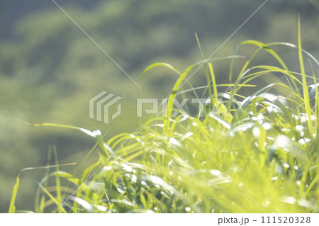 新緑・初夏の爽やかなイメージ 新緑・初夏の爽やかなイメージ 111520328