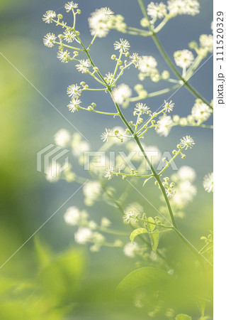 　新緑・初夏の爽やかなイメージ 111520329