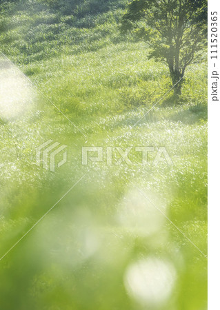 風に揺れる夏草 111520365
