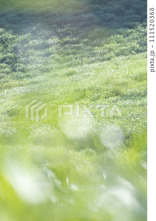 風に揺れる夏草 111520368