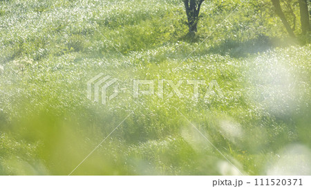 風に揺れる夏草 111520371