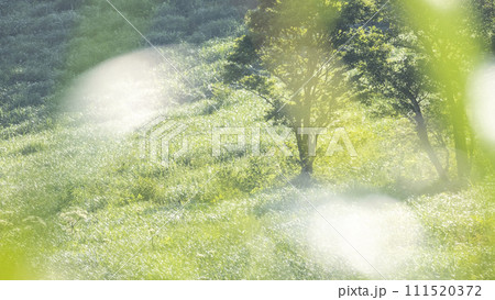 風に揺れる夏草 111520372