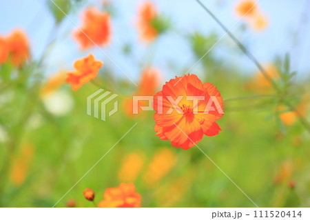 キバナコスモスの花 キバナコスモスの花 111520414