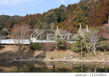 梅花薫る令和大改修の山口瑠璃光寺の初春の風景 111520914