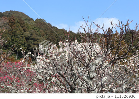 梅花薫る令和大改修の山口瑠璃光寺の初春の風景 111520930