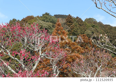梅花薫る令和大改修の山口瑠璃光寺の初春の風景 111520935