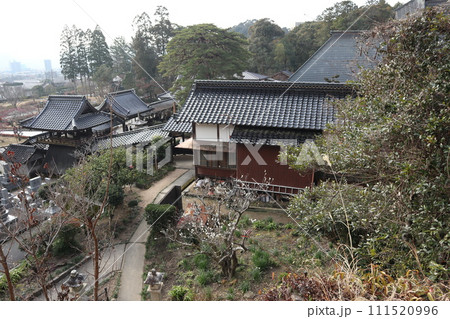 梅花薫る令和大改修の山口瑠璃光寺の初春の風景 111520996