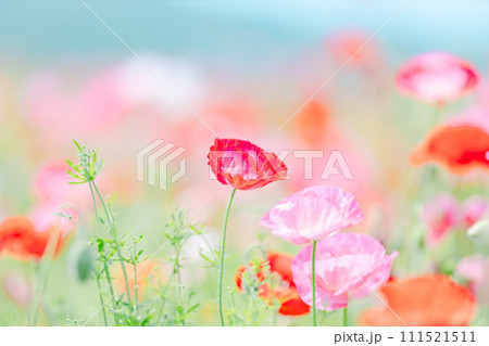 鮮やかな赤色のポピー｜日の丸構図 111521511