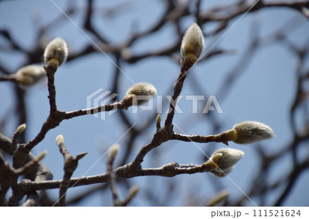 Magnolia's bud / 春を待つハクモクレンの蕾 111521624