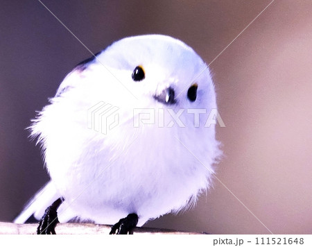 日本一人気者のシマエナガ 111521648