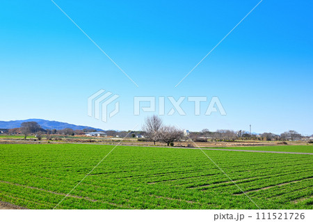 青空の中　春を待つ麦畑　緑の新芽　花園インター付近　　 111521726