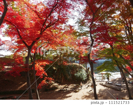 雀宮公園　　　（埼玉県寄居町） 111521733