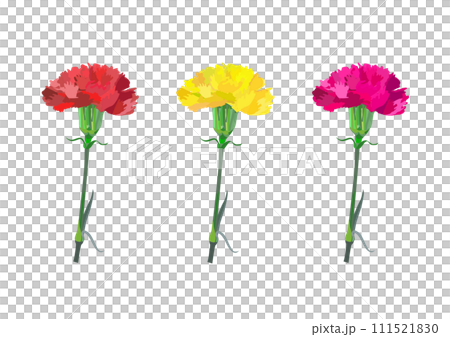 colorful carnation illustration colorful carnation illustration 111521830