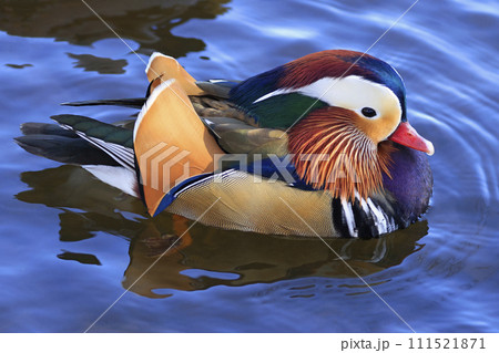 Mandarin duck portrait in winter with nice reflections 111521871