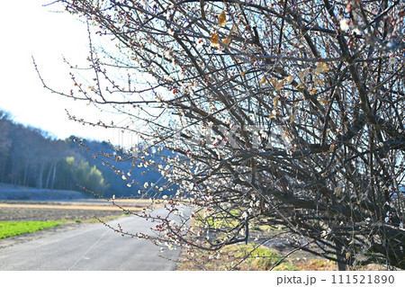 春告げ　早春　梅の花　花園インター付近　　 111521890