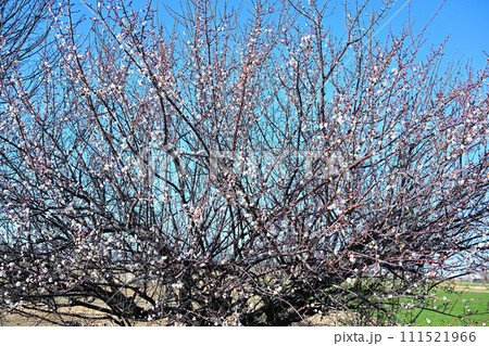 春告げ 早春 梅の花 花園インター付近 春告げ 早春 梅の花 花園インター付近 111521966