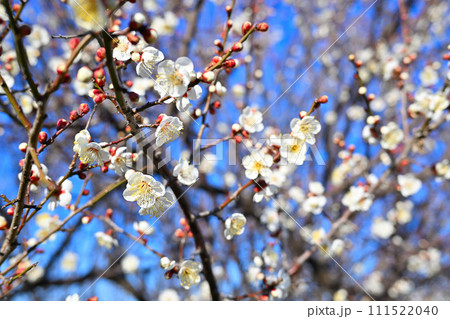 春告げ　早春　梅の花　花園インター付近　　 111522040