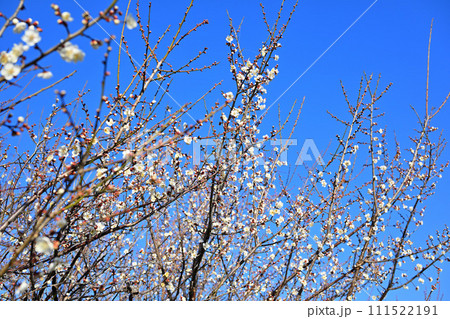 春告げ 早春 梅の花 花園インター付近   春告げ 早春 梅の花 花園インター付近   111522191