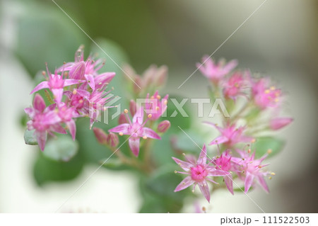 ミセバヤの花 111522503