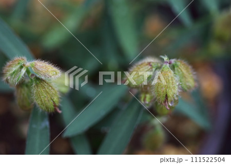 タヌキマメの花の蕾と雨雫 タヌキマメの花の蕾と雨雫 111522504