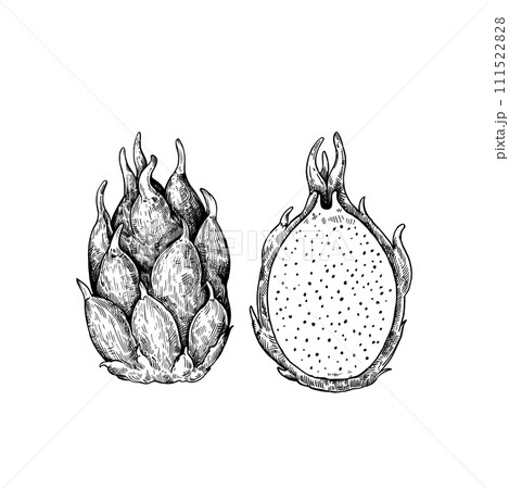 Dragon fruit isolated on white background. Hand-drawn ink illustration in retro engraving style. Detailed vector drawing. 111522828