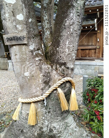 冬の尾張多賀神社 111522851