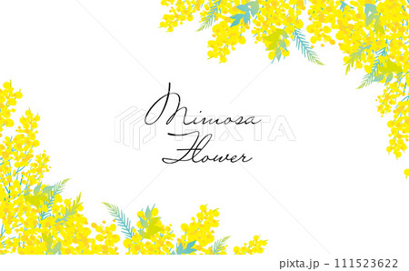 可愛い　おしゃれ　ミモザの背景イラスト 111523622