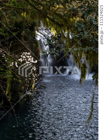 冬の菊池渓谷の水の流れが美しい渓谷美風景 冬の菊池渓谷の水の流れが美しい渓谷美風景 111524025