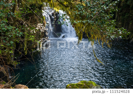 冬の菊池渓谷の水の流れが美しい渓谷美風景 冬の菊池渓谷の水の流れが美しい渓谷美風景 111524028
