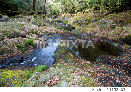冬の菊池渓谷の水の流れが美しい渓谷美風景 冬の菊池渓谷の水の流れが美しい渓谷美風景 111524034