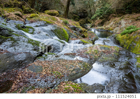 冬の菊池渓谷の水の流れが美しい渓谷美風景 111524051