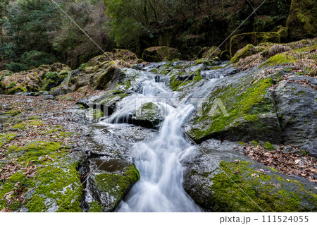 冬の菊池渓谷の水の流れが美しい渓谷美風景 111524055