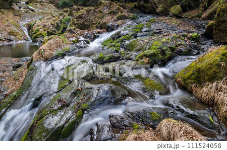 冬の菊池渓谷の水の流れが美しい渓谷美風景 111524058