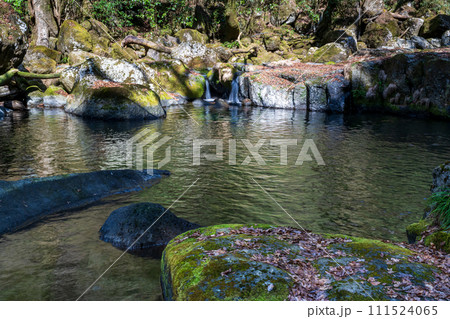 冬の菊池渓谷の水の流れが美しい渓谷美風景 冬の菊池渓谷の水の流れが美しい渓谷美風景 111524065