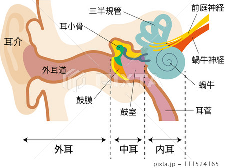 耳の構造 耳の構造 111524165