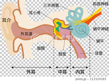 耳の構造 耳の構造 111524165
