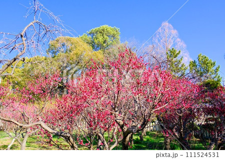 曽根天満宮 曽根天満宮 111524531