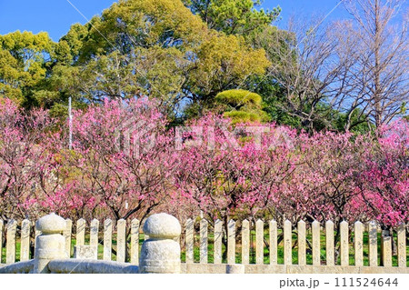 曽根天満宮 曽根天満宮 111524644