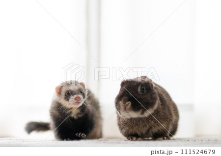 仲良しなフェレットとうさぎ 111524679