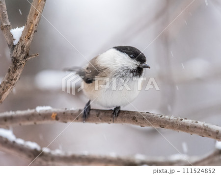 Cute bird the willow tit, song bird sitting on a branch without leaves in the winter. 111524852