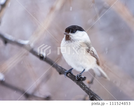 Cute bird the willow tit, song bird sitting on a branch without leaves in the winter. Cute bird the willow tit, song bird sitting on a branch without leaves in the winter. 111524853